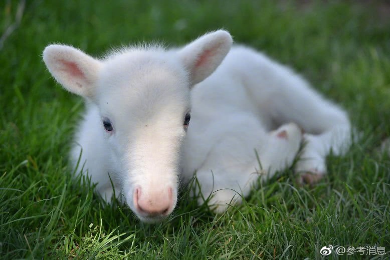 焚烧圆明园的除英军还有这些"家贼"_9929三网优化
