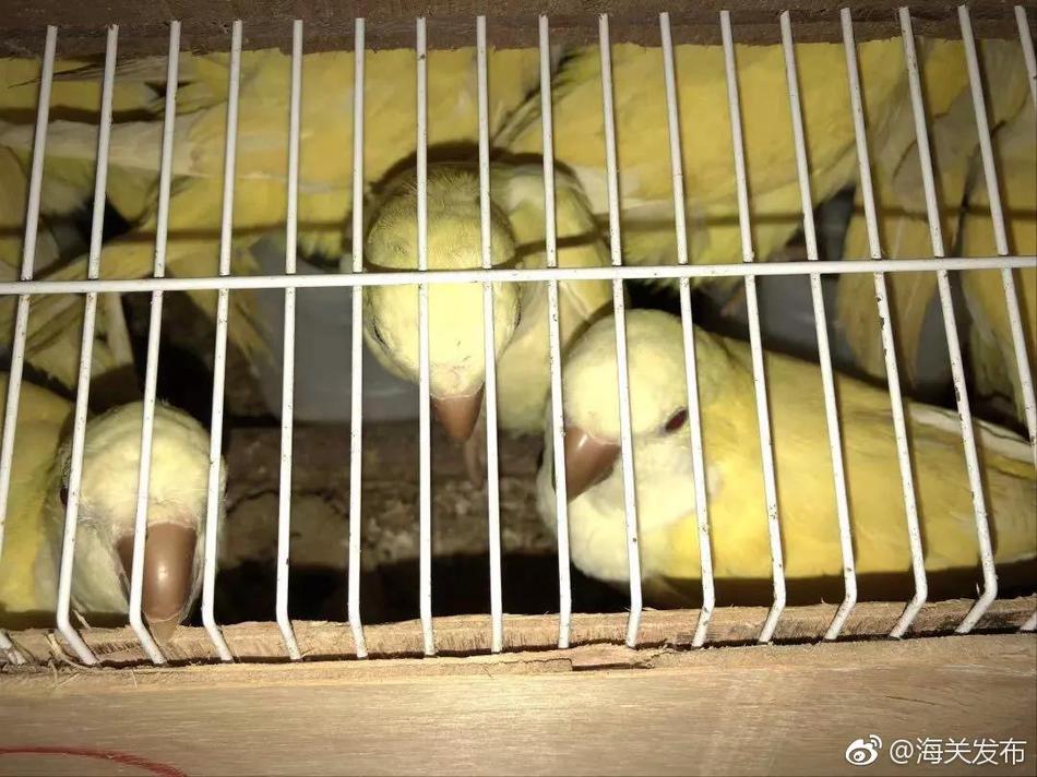苏珊·米勒:土星进入摩羯未来两年12星座运势