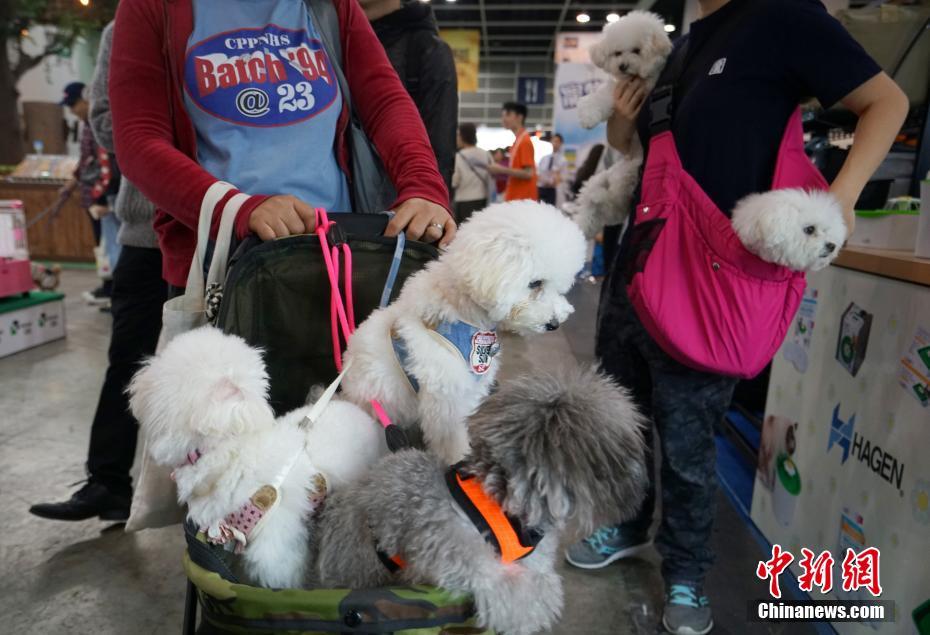李昊桐大师赛第三轮集锦 2鸟3柏忌推杆欠佳_9929回国线路