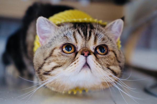 西城取消“多校划片”_挂机宝防封号