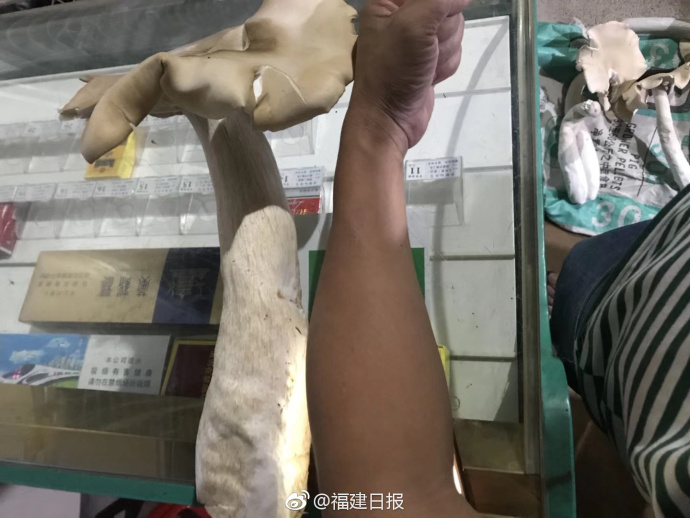 新浪娱乐对话杰尼斯Jr.杰西