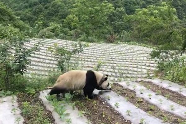 孤存直播吹嘘自己很抢手,无数战队想要他!弹幕:看看你人气先?_云手游