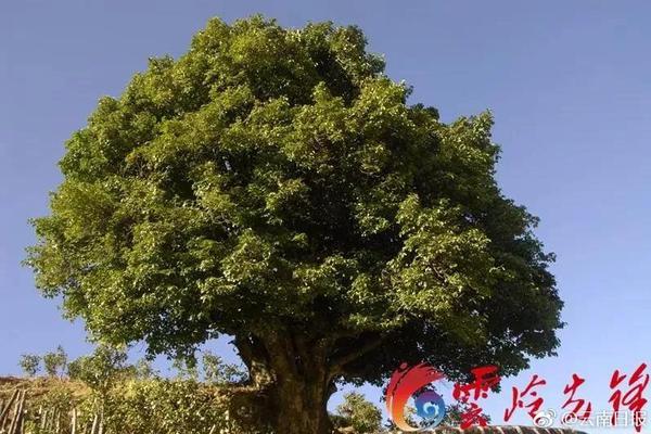体育管理部门“不惜代价”敲定里皮_CN2 API服务器