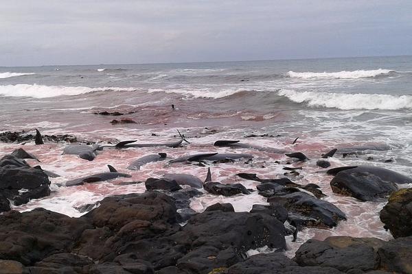 一口价域名店铺是什么_弹性云服务器
