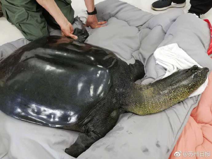 中国大使投书英媒谈华为:背后折射出三道“选择题”_CN2代码仓库