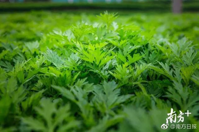 一对“毒鸳鸯”被查秒变戏精 称“吸毒为了国家”_9929线路