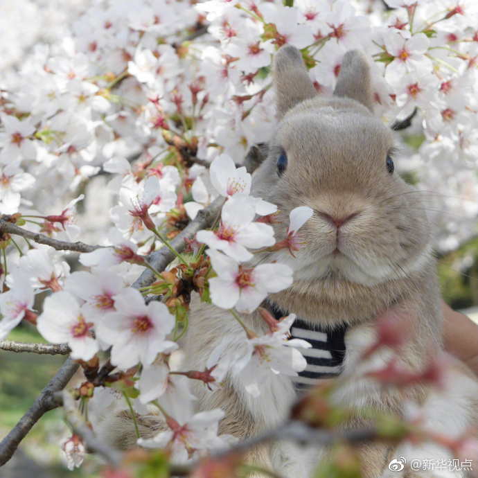 买别人的域名去哪个网站_挂机宝免费试用