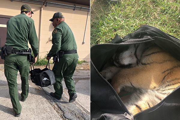 大熊猫丁丁如意起程赴俄罗斯_挂机宝远程桌面
