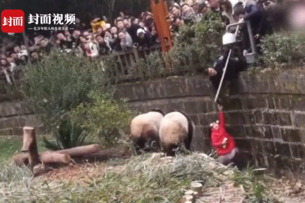 猪猪侠之竞球小英雄2突破瓶颈，开发新想法猪猪侠的球星成长之路_挂机宝性能