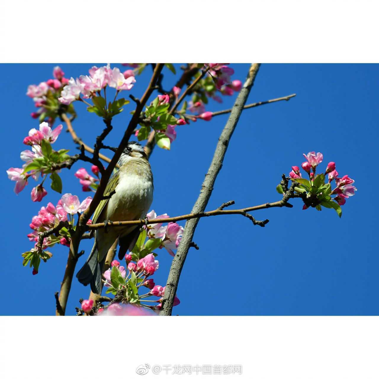 租云服务器流程_云桌面