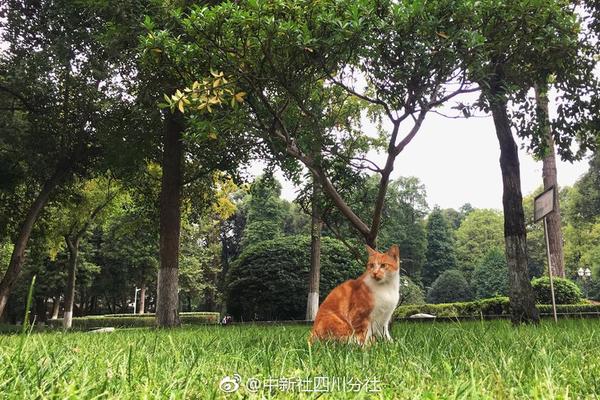 哪里可以开域名店铺_挂机宝美国