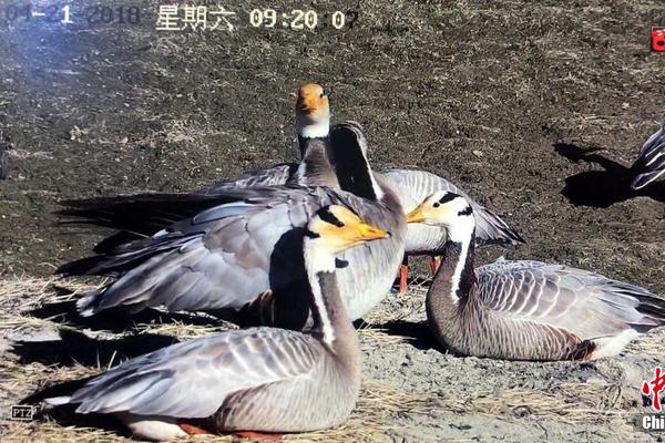 胜利事件调查结束，警方将于本周申请拘留胜利