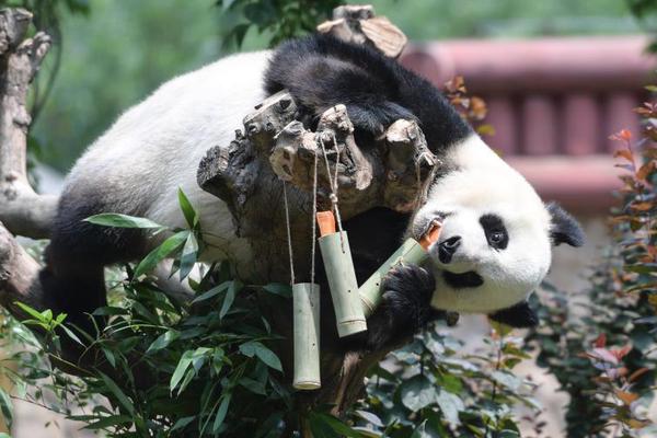 偷电瓶被直播 房山警方快速反应_域名及账户问题