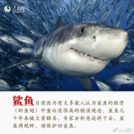 纽约广告牌现中文"特斯拉赔不赔"_挂机宝客服