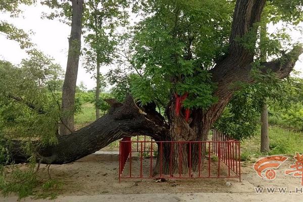 申请自己的网站空间和域名_9929游戏加速