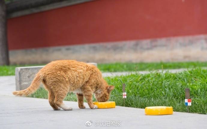 光明日报：中国网文何以成海外读者新宠