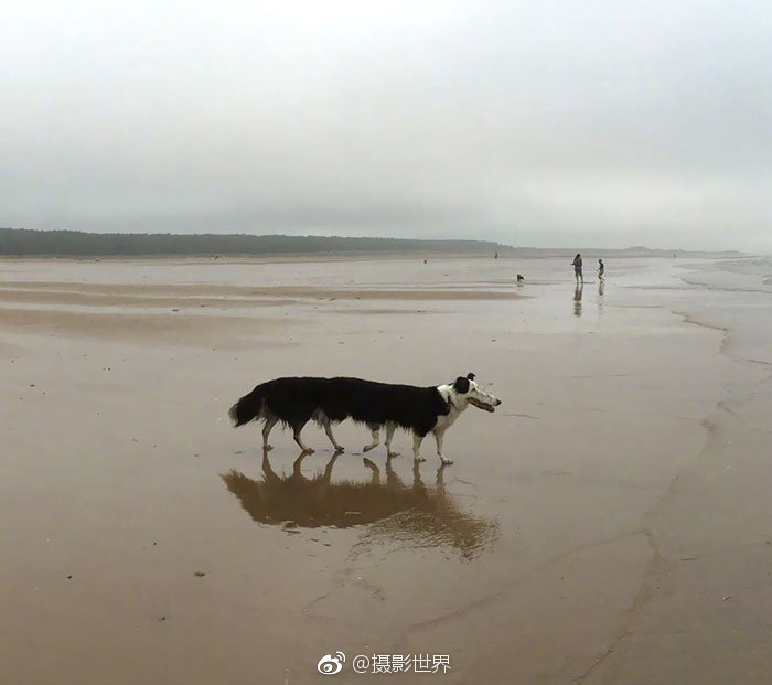 网曝腾讯实习生虐猫 官方:如属实将劝离_9929游戏服务器