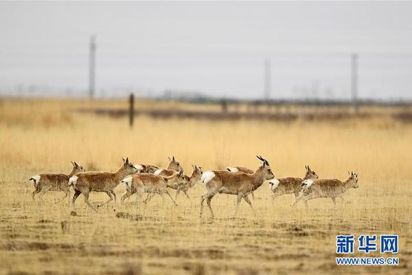 土超队遭遇车祸:捷克国脚苏拉尔离世 西塞等人受伤_CN2服务器带宽充足
