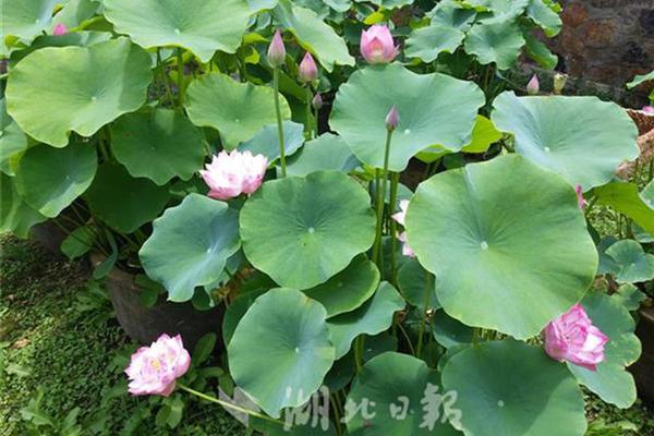 摄影师镜头下的北京,刚柔并济,恬淡悠远_云服务器物理机