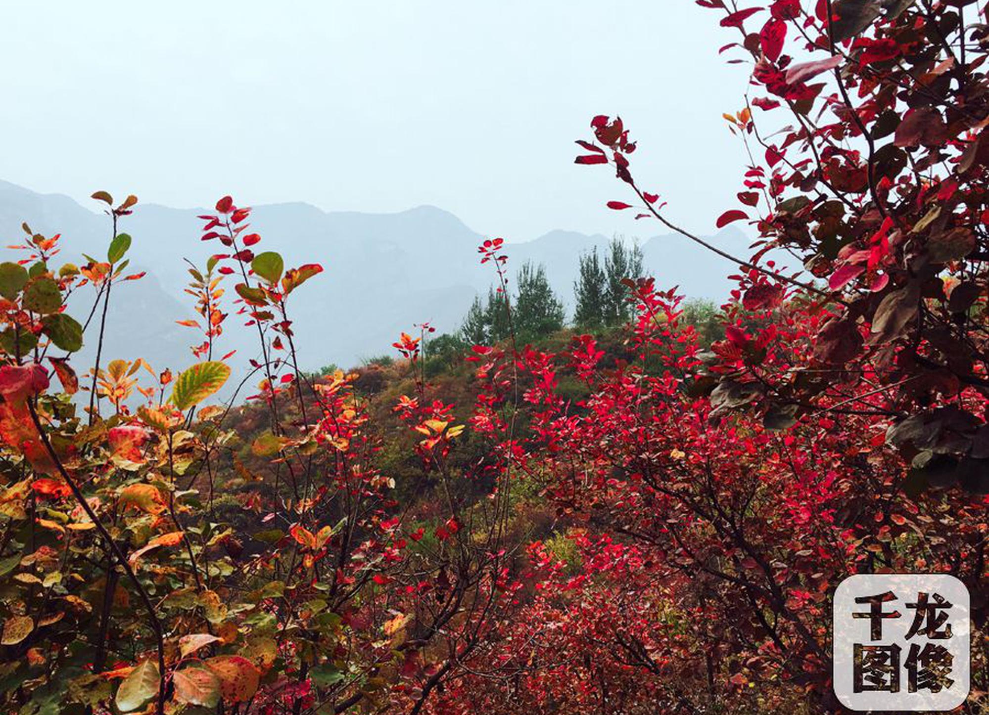 五月初，将迎来新一波桃花的四大星座
