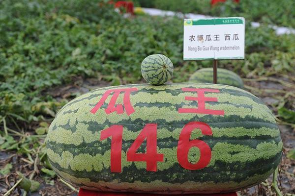 印尼宣布迁都决定，但还没想好要搬到哪里