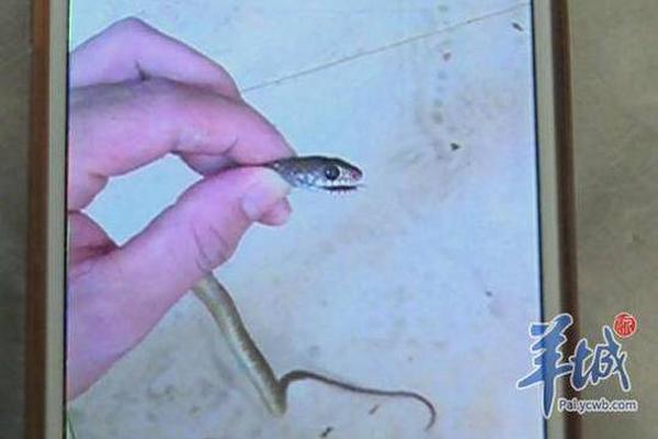 新游戏越来越少,任天堂3DS的生命周期基本结束了_云电脑自动备份