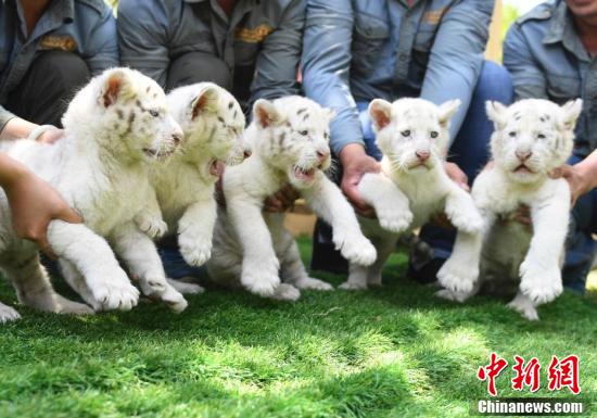 科创板基金最全投资指南_CN2服务器月付