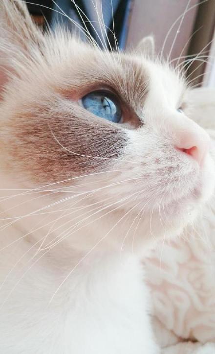 勇士怕的不是哈登是登哥_CN2服务器好用吗
