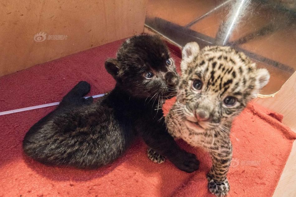 如果亚历山大东征到了中国,能打得过虎狼之师的秦军吗?_云服务器199元/年