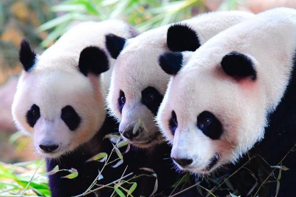 岳云鹏又演郭德纲电影男主_云端电脑