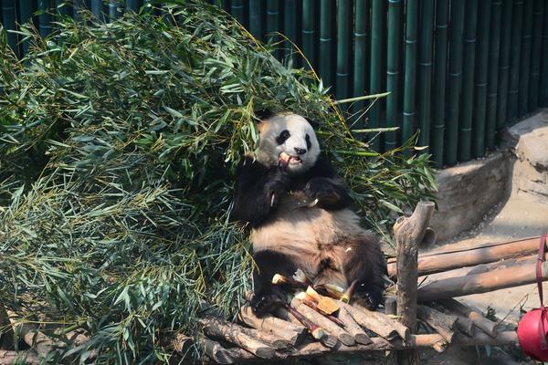刘诗诗生子 新妈产后饮食注意啥_CN2 AI服务器