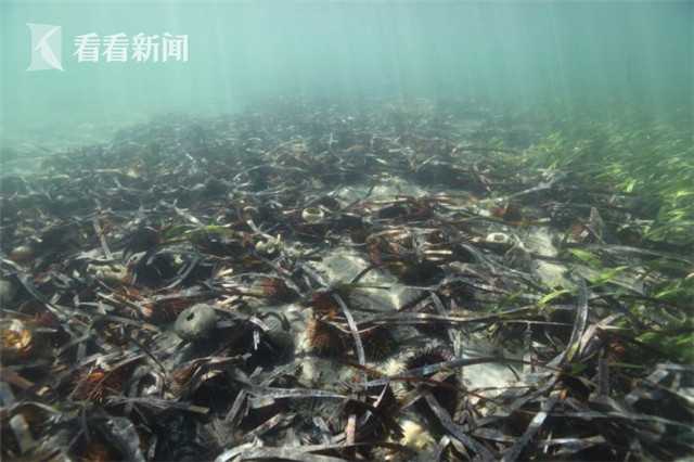 晚年欧阳修头戴鲜花游西湖,一首宋词字里行间可见醉翁本色_云服务器16G内存