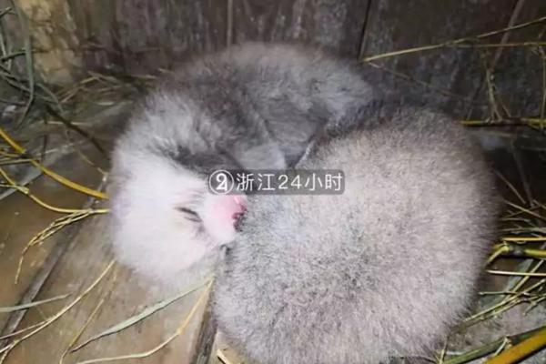 《复联4》屠榜式排片，小众艺术片就该没活路吗？_挂机宝CMIN2