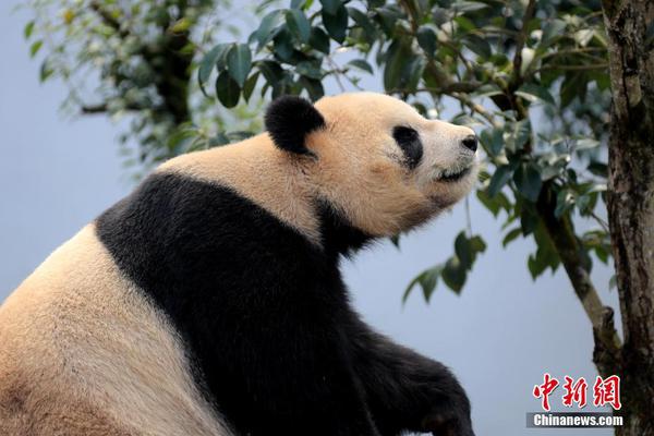 环球社评:华为无路可退只能把孟晚舟案官司打下去