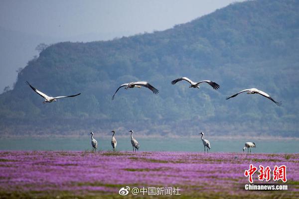 第五套人民币发布 5毛变银色_9929住宅IP