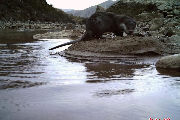 内蒙古云服务器哪家好_云电脑团队协作