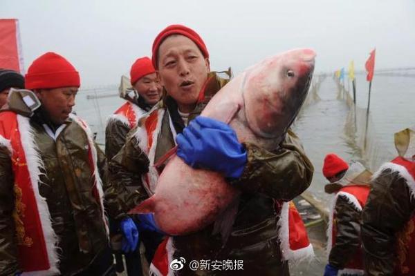 实拍：懒熊护崽与老虎对峙缠斗_CN2远程开发
