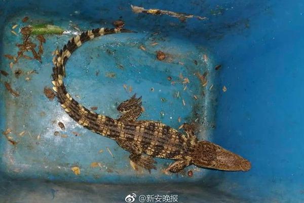 刘诗诗顺产金牛座男娃_挂机宝CMIN2