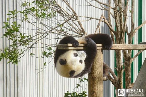 不酷不行的爆款阔肩西装_美国CN2服务器回国优化