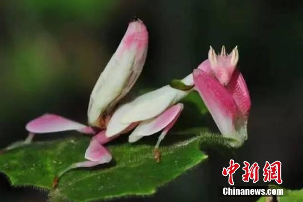 猫咪唇膏用成海豹唇膏_云电脑客户端
