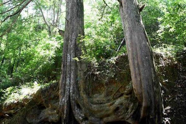 解锁春日“帽子戏法” 你可以向倪妮“取经”