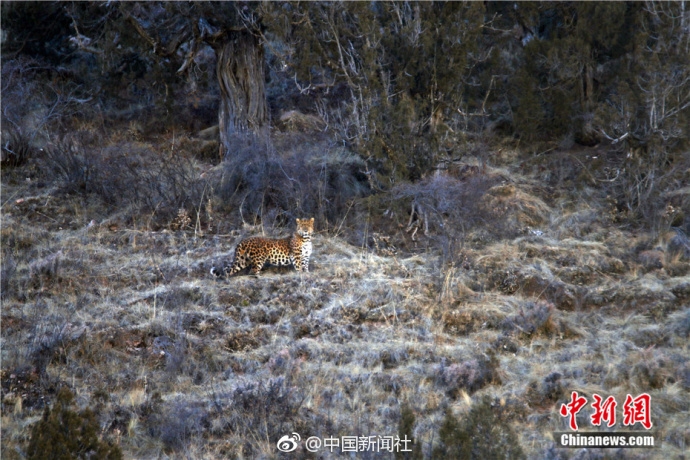 伊拉克用中国02式高射机枪打