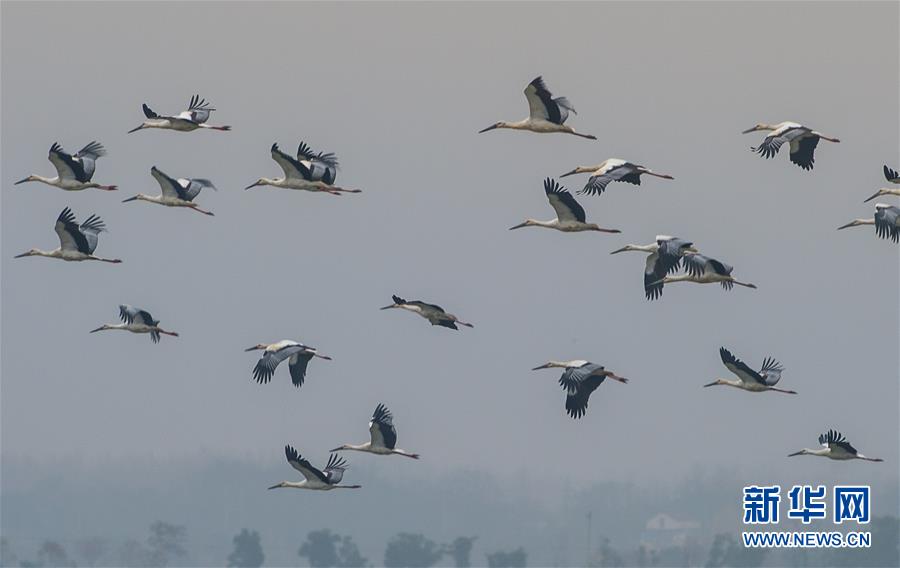 墨西哥男子挖隧道监视前妻 被发现时已丢半条命_CN2服务器解锁Disney+