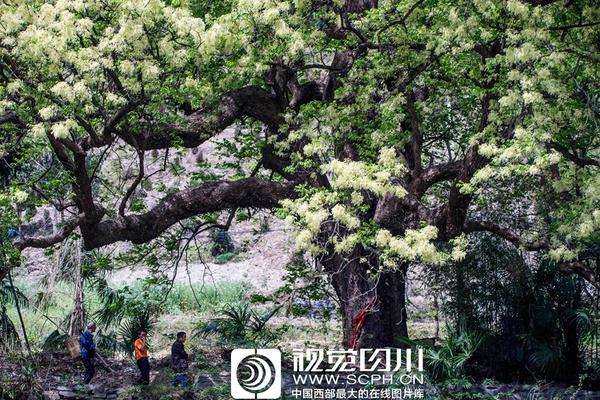内外混搭 长安CS75百万版售9.58-10.78万_云电脑黄金镜像