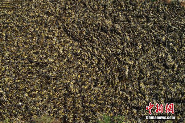 去年全国儿童青少年近视调查：总体近视率53.6%_挂机宝解锁流媒体