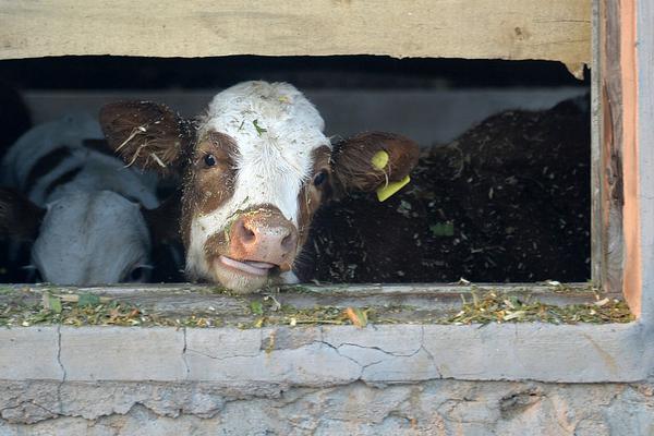 带娃哈佛毕业厉害在哪_云服务器64G内存