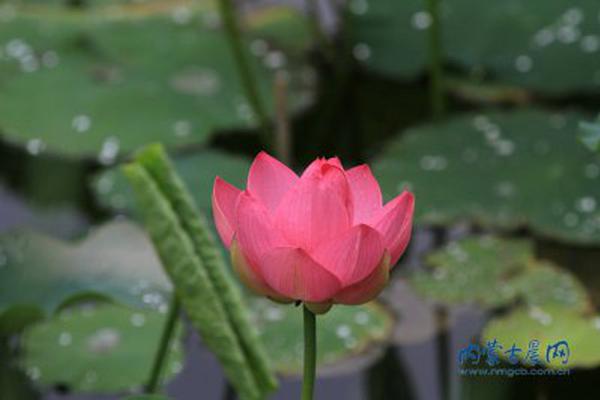 新生象宝宝 个头小小萌萌哒_联通精品网A网