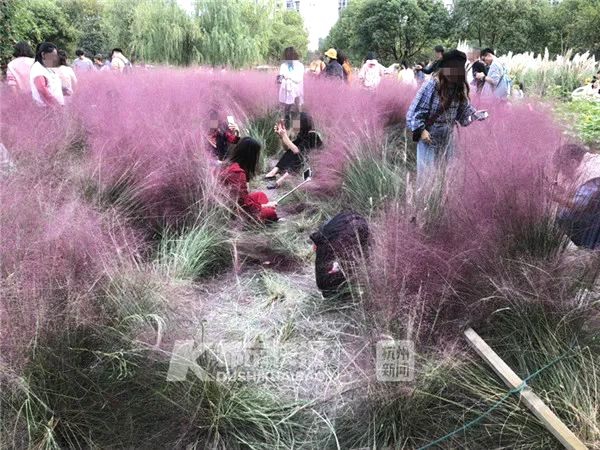 虚构的“种草”,是污染购物环境的“毒草”_云服务器1G内存