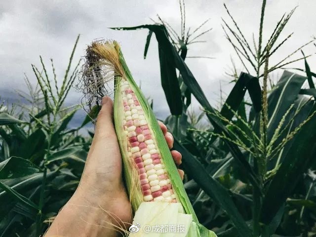 佳兆业集团控股:未开发