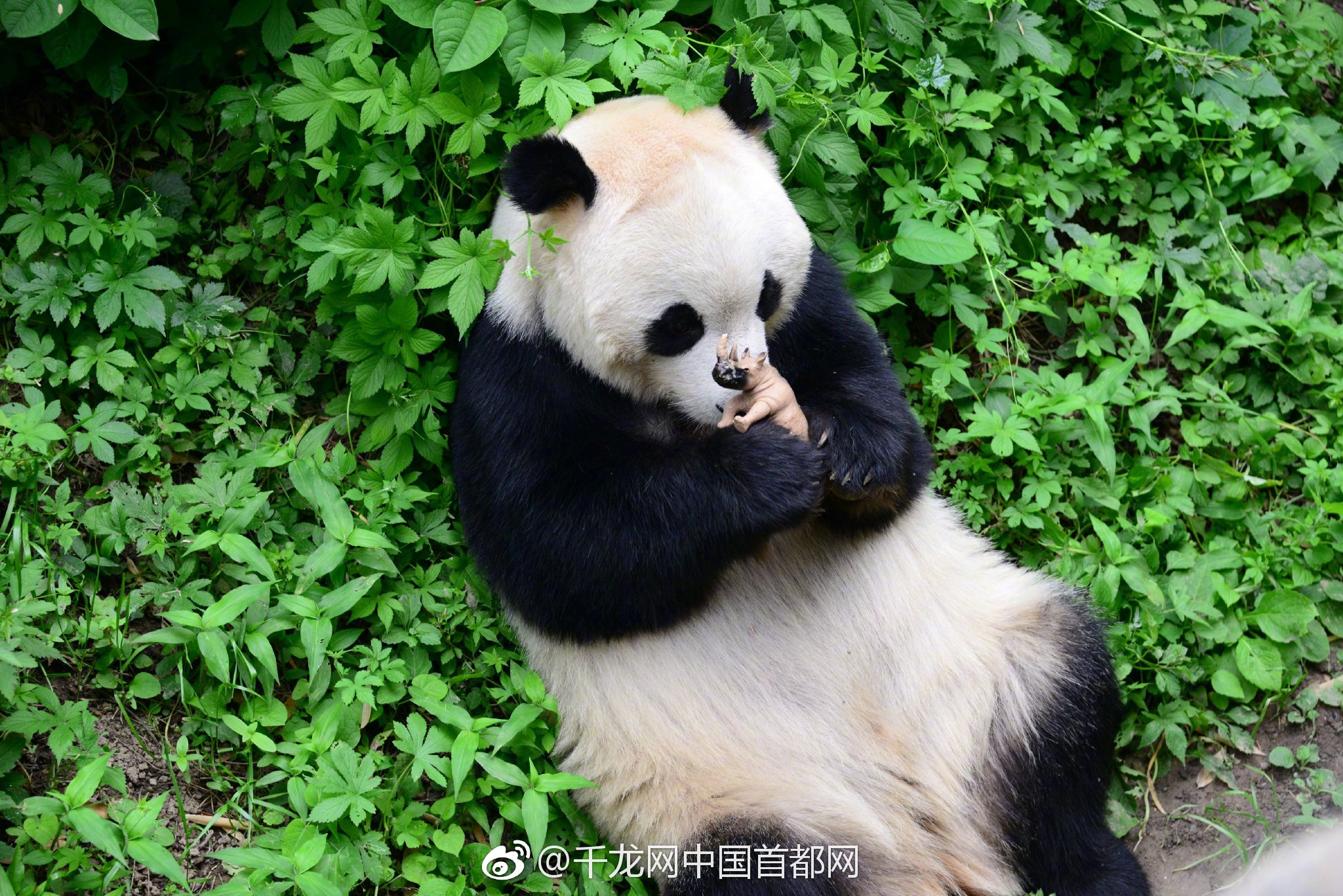 一父两母？全球首位
